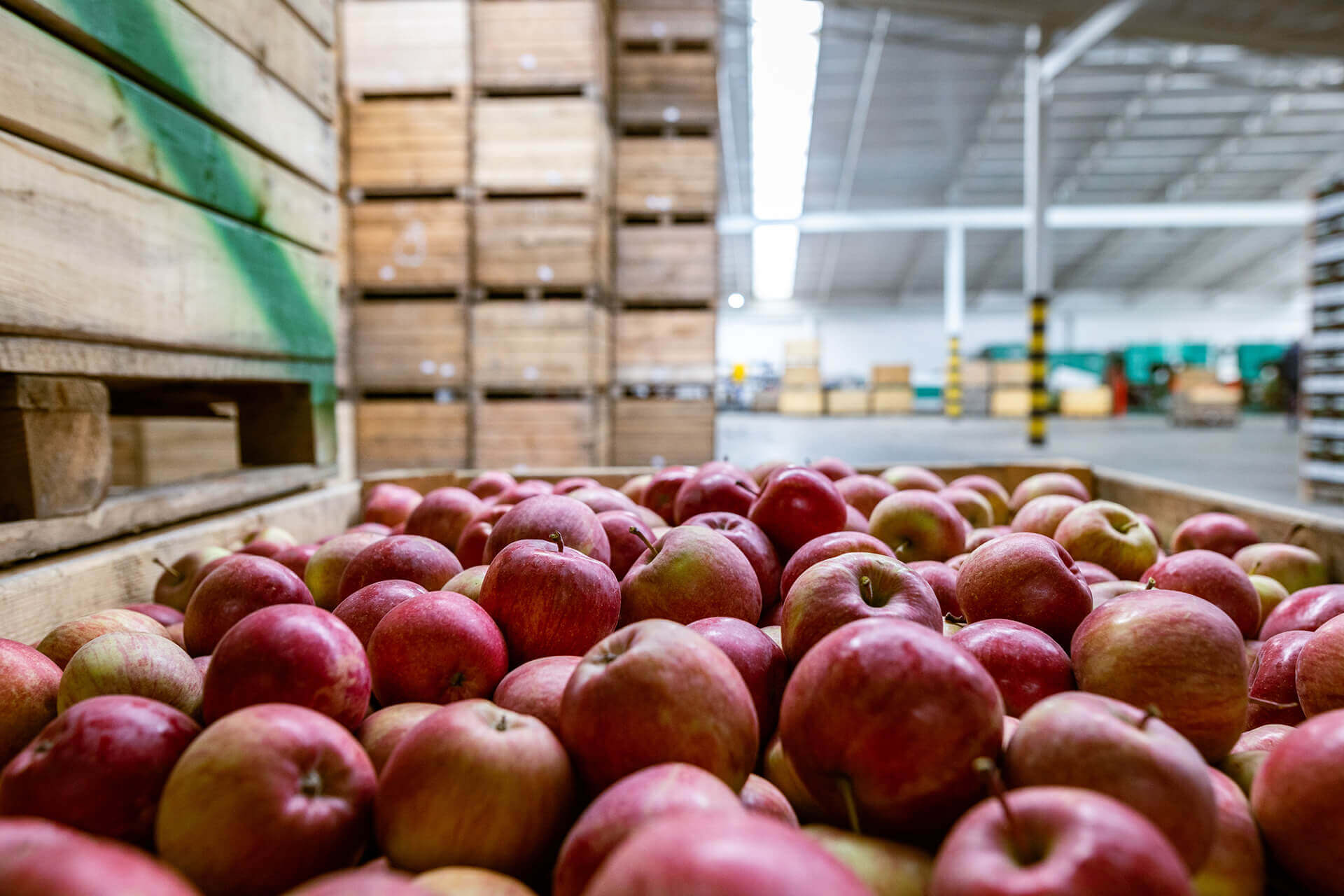 apples in a box in a cold storage facility